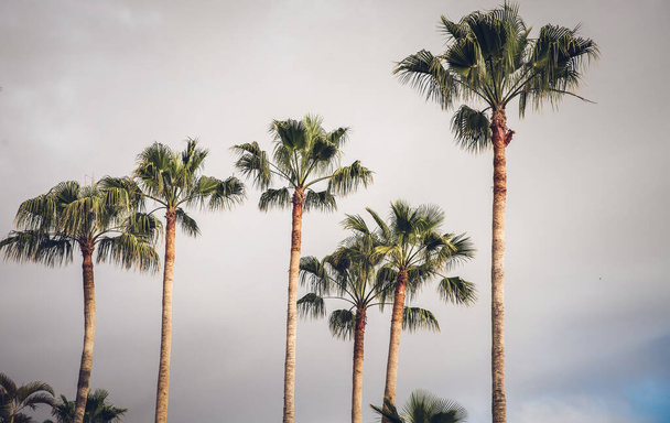 palmbomen op een witte achtergrond - Foto, afbeelding