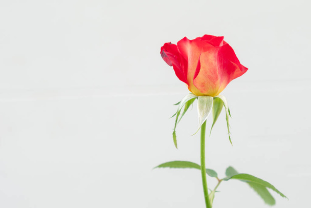 Red rose flower isolated on the white background - Photo, image