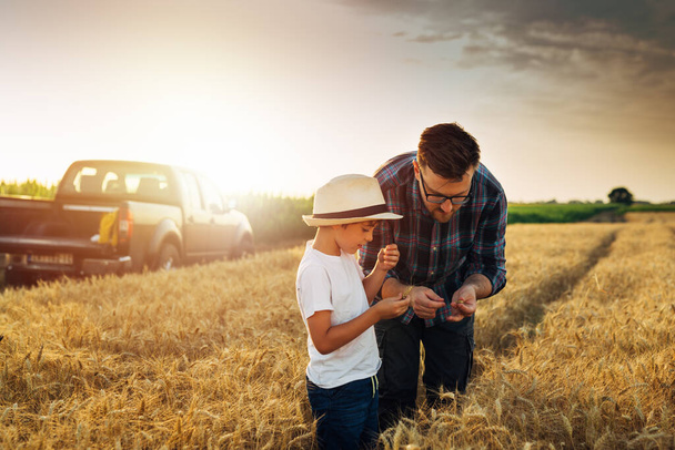 father and son examine wheat crop on wheat field - Zdjęcie, obraz