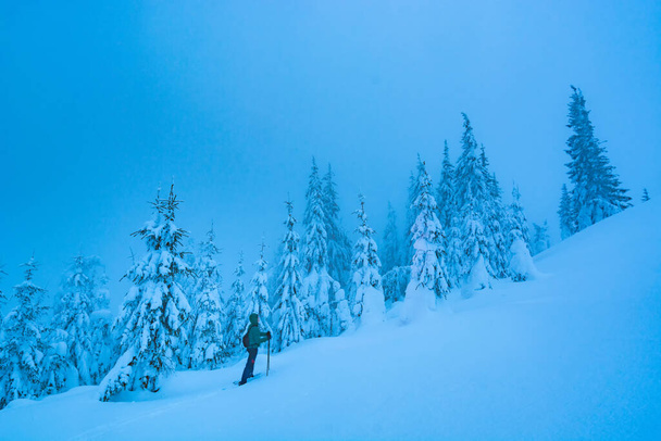 Man hiker on a slope in a winter snowy forest. Wild ukrainian Carpathians. - Фото, зображення