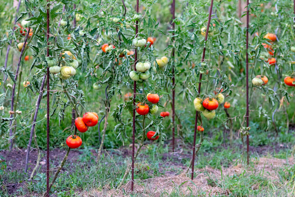 Tomates cereja cultivados em casa e amadurecendo e pendurados na horta como alimentos orgânicos e vegetais orgânicos para uma nutrição saudável sem pesticidas para vegetarianos e veganos cultivados
 - Foto, Imagem