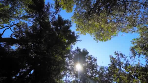 View descends upwards on crowns of trees on sunny clear day. Sun's rays shine and pass through foliage and branches of tree against background of blue sky. camera rotates in circle. Wind moves foliage - Imágenes, Vídeo
