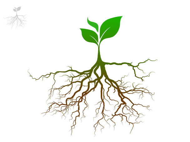 Trees and root with green leaves look beautiful and refreshing. Tree and roots LOGO style. - Vector, Image