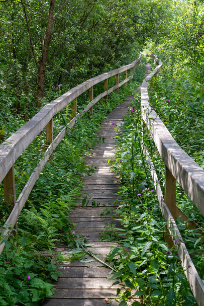 A wooden walking path over wetlands in the Poleski National Park. - 写真・画像