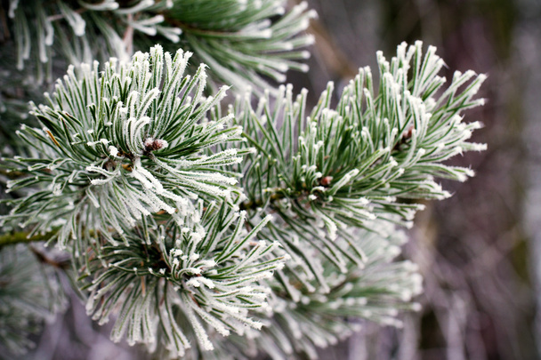 Hintergrund: vereiste Äste von Kiefern mit Frost. Winterlicher Hintergrund - Foto, Bild