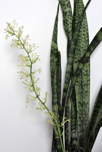 A close-up of Sansevieria greenish-white flowers and long leaves, white background - 写真・画像