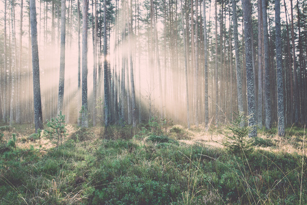 belos feixes de luz na floresta através de árvores - retro, vintage
 - Foto, Imagem