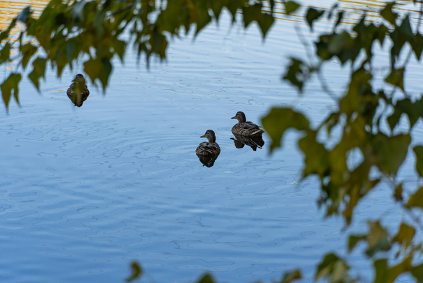 Μαζέψτε αγριόπαπιες που κολυμπούν στο ποτάμι. Birdlife anas platyrhynchos στη φύση. Χρυσό φθινόπωρο και τον κόσμο των πουλιών. Φθινόπωρο χρώματα στην ηλιόλουστη μέρα στη λίμνη. - Φωτογραφία, εικόνα