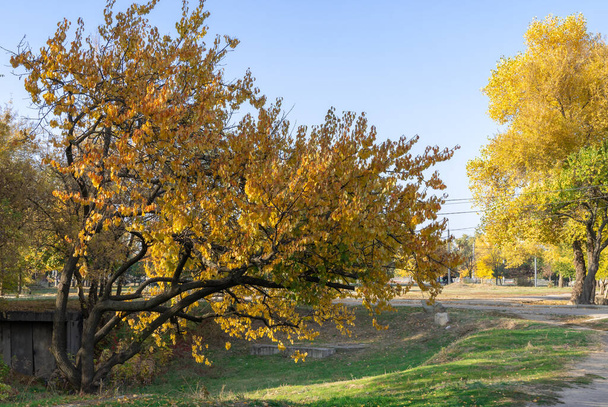 Beautiful apricot tree grow in autumn. Branchs prunus armeniaca with yellow bright leaves. Lush gold foliage by soft sunlight. Orange nature background. Warm weather in sunny day and good autumn mood. - Photo, Image