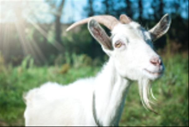 Funny goat's portrait  - Photo, Image