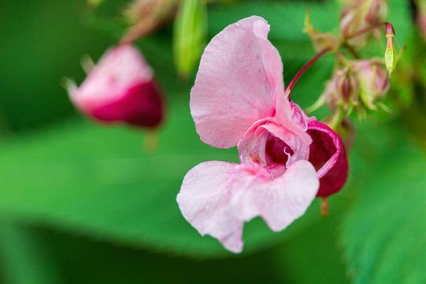 Himalayan balsam, impatiens glandulifera wild flower. Plant background - Foto, Imagen