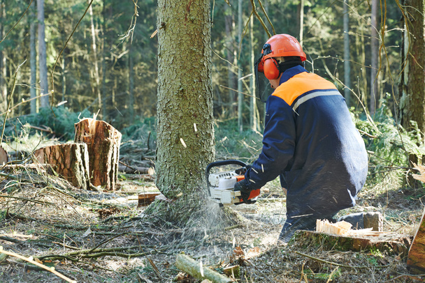Lumberjack cutting tree in forest - Zdjęcie, obraz