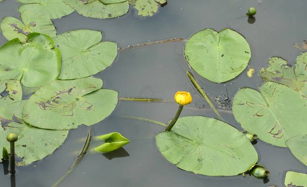 Nuphar lutea або жовта водяна лілія - це рідна водяна рослина в Німеччині. Це частина родини Nymphaeaceae.. - Фото, зображення