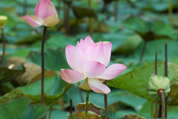 Blühende Lotusblume - Foto, Bild