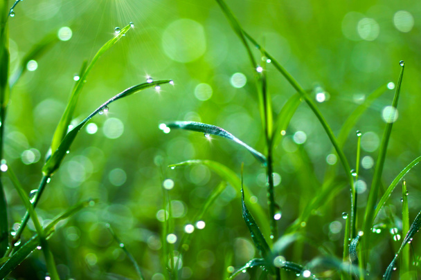 verse ochtenddauw op lente gras, natuurlijke groen licht pagina - Foto, afbeelding