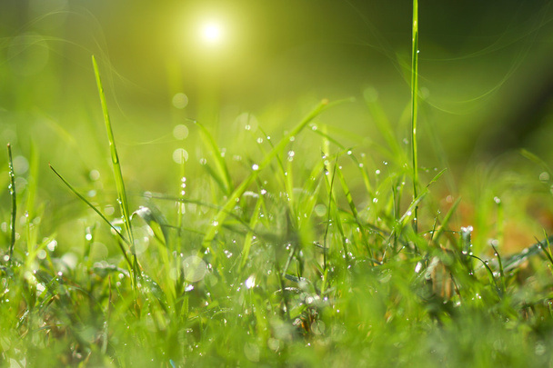 rocío fresco de la mañana en la hierba de primavera, fondo de luz verde natural
 - Foto, Imagen