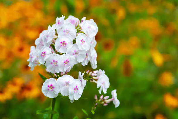 Phlox flower. Close-up of an inflorescence of white phlox against a background of yellow flowers. Flowers blooming in the garden. Wallpaper with copy space. Selective focus. Blurred background - Foto, Imagen