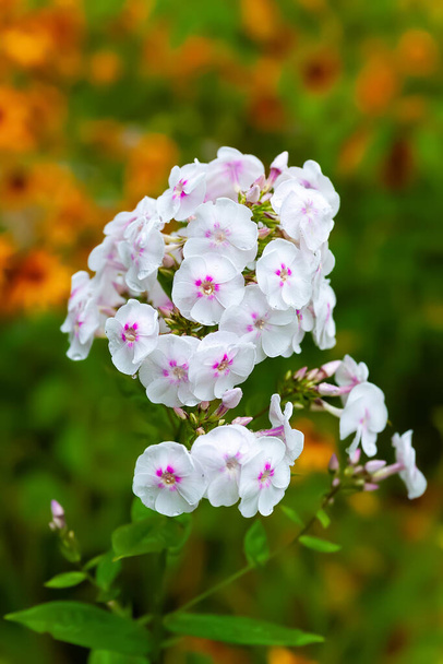 Phlox flower. Close-up of an inflorescence of white phlox against a background of yellow flowers. Flowers blooming in the garden. Floral wallpaper. Selective soft focus. Blurred background - Photo, Image