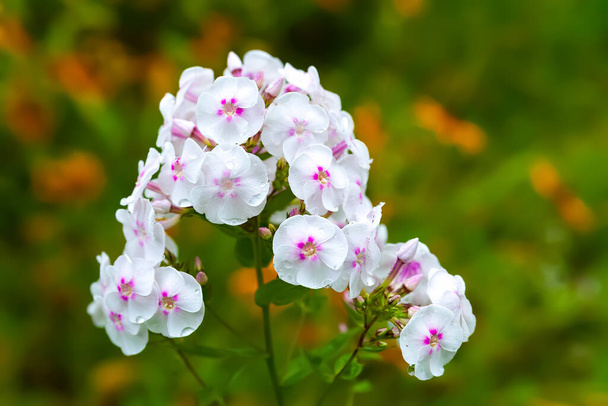 Phlox flower. Close-up of a white-pink phlox inflorescence. Flowers blooming in the garden. Floral wallpaper. Selective soft focus. Blurred background - Photo, Image