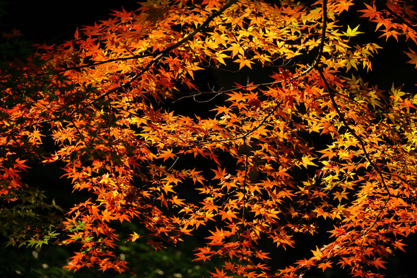 Φόντο υλικό φωτογραφία του ιαπωνικού σφενδάμου με φύλλα του φθινοπώρου λάμπει στο φως του ήλιου - Φωτογραφία, εικόνα