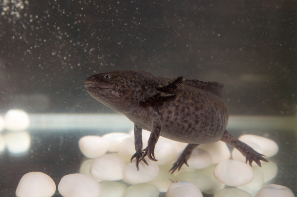 axolotl en el acuario
 - Foto, Imagen