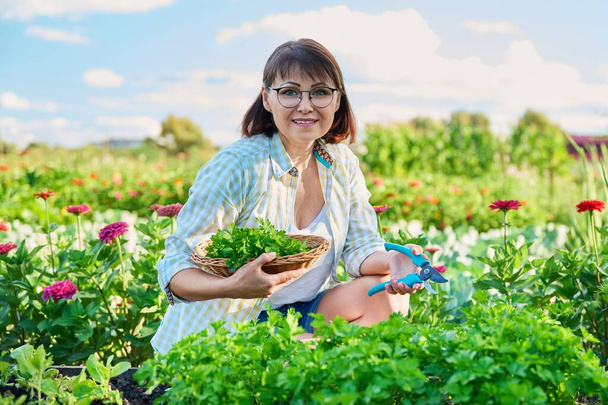 Middle-aged woman in vegetable garden with crop of parsley. Smiling female gardener with cut fragrant parsley. Growing natural organic eco herbs. Food, horticulture, summer, harvesting, cooking - Photo, Image