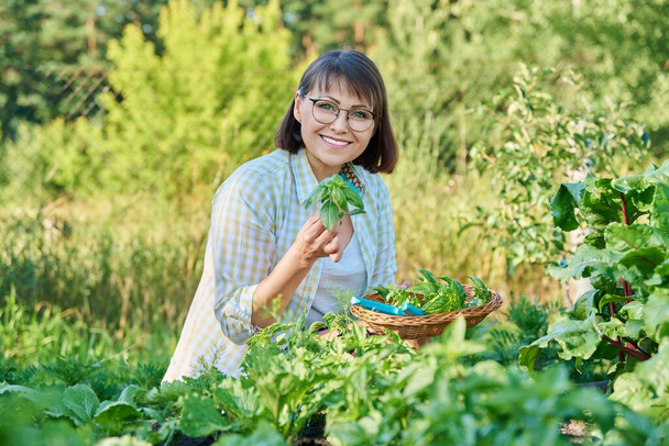 Smiling woman with harvest of basil leaves in summer garden. Female gardener with cut fragrant basil. Growing natural organic eco herbs. Food, horticulture, summer, harvesting, cooking, agriculture - Foto, Imagem