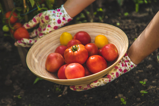 The farmer harvests tomatoes in the garden. Selective focus. Food. - Photo, Image