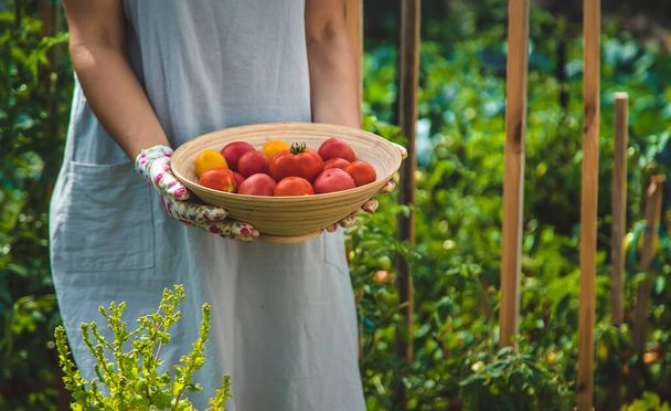 The farmer harvests tomatoes in the garden. Selective focus. Food. - Foto, immagini