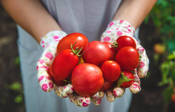 Ο αγρότης μαζεύει ντομάτες στον κήπο. Επιλεκτική εστίαση. Τρόφιμα. - Φωτογραφία, εικόνα