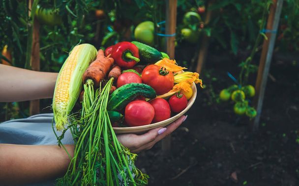 Farmer woman harvests vegetables in the garden. Selective focus. Food. - Foto, Imagen