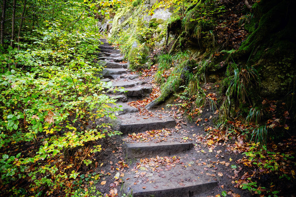 stone steps in an autumn forest - Foto, Imagem