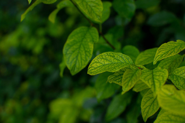 Young germinating leaves of a tree. Dark green background - Фото, зображення