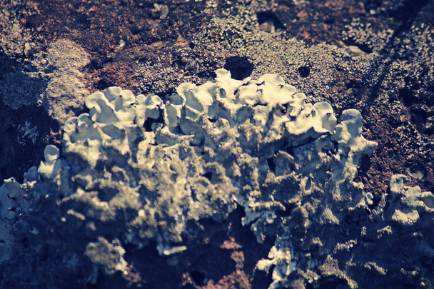 Xanthoparmelia, lichene scudo roccioso
 - Foto, immagini