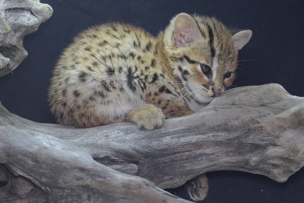 A leopard cat baby is showing aggressive behavior ready to attack. This nocturnal mammal that lives in forest areas on the island of Java has the scientific name Prionailurus bengalensis. - Foto, Imagem