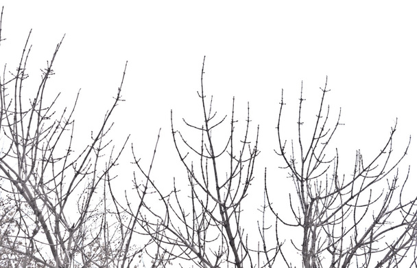 Blattloser Baum - Foto, Bild