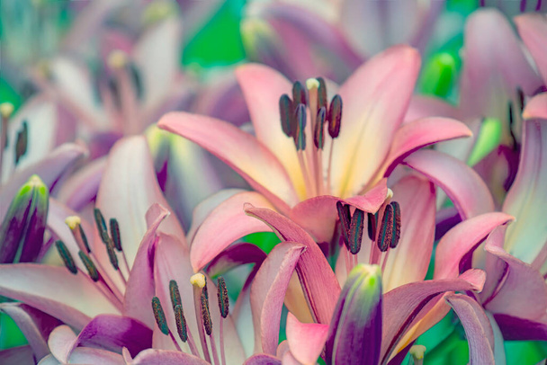 Pink lilies close-up. luxuriant bloom. Selective focus. - Foto, Imagem