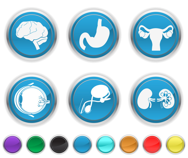 Órgãos do corpo humano, cada ícone de cor é definido em uma camada diferente
 - Vetor, Imagem