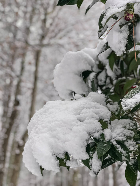 Fresh snow clings to branches and leaves of bush in rare metro Atlanta snowstorm. - Photo, image