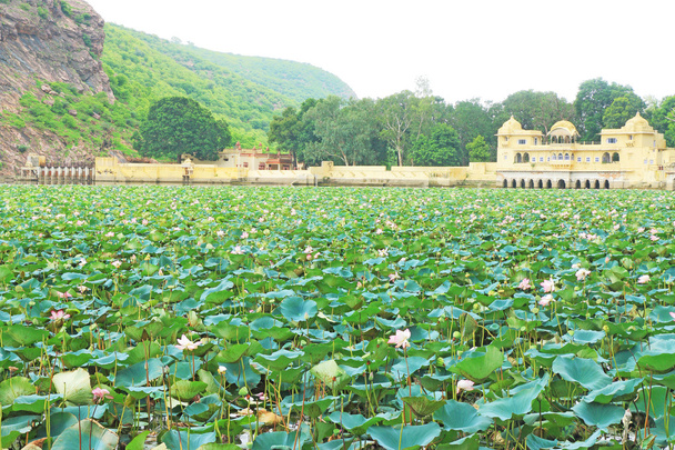 letni pałac pływających na morzu Lotos kwiaty bundi Indii - Zdjęcie, obraz