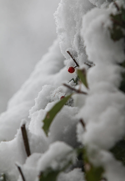 A lone red berry on a bush emerges from the fresh powder of a recent snowfall. - 写真・画像