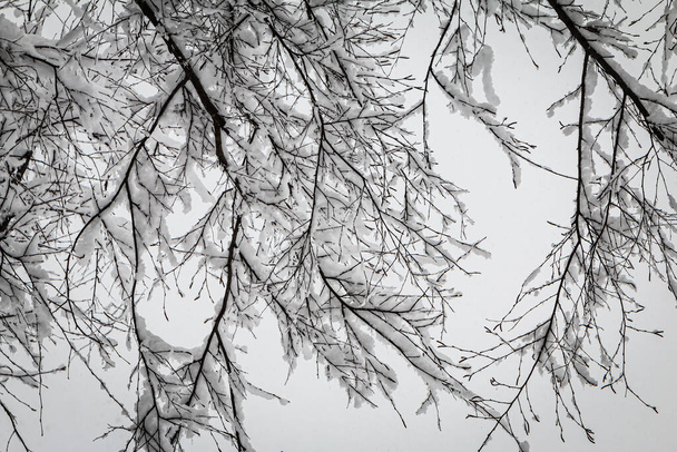 Fresh snow clings to thin tree limbs in rare metro Atlanta snowstorm. - Fotografie, Obrázek
