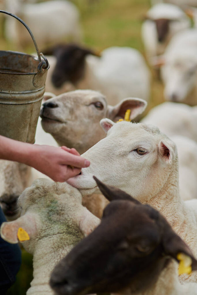 Теперь моя очередь. Неузнаваемый фермер кормит стадо овец рукой на ферме. - Фото, изображение