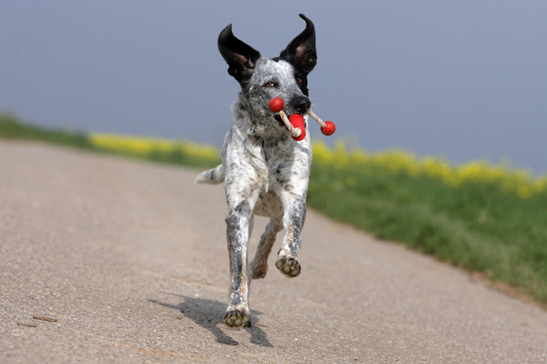 Mischlingshund mit Spielzeug - Foto, imagen