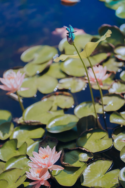 A dragonfly perched on a lotus in summer - Foto, Bild