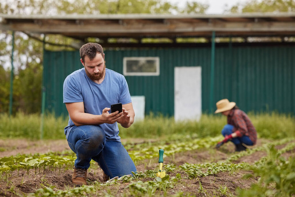 Farm, agriculture and sustainability with a man farmer typing on his phone while planting a plant or crops on his farm. Young male browsing the internet on his mobile while harvesting green produce. - Foto, Imagen
