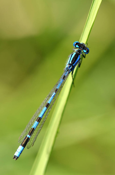 The Common Blue Damselfly, Enallagma cyathigerum on the blade of grass. - Photo, Image