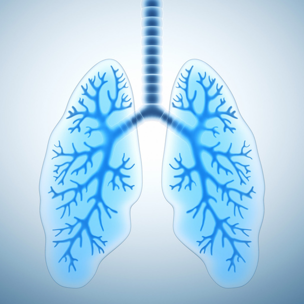 gezonde longen  - Foto, afbeelding
