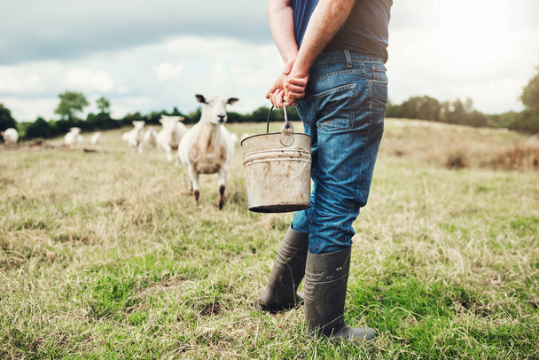 Strolling through my own land. a carefree unrecognizable male farmer holding a bucket of feed to give to his sheep outside on a farm during the day - Fotografie, Obrázek