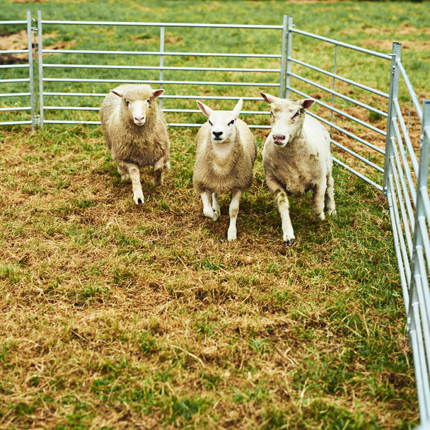 Είναι επιτέλους στο μαντρί. τρεις σύγχυση αναζητούν πρόβατα τρέχει μαζί σε ένα στυλό μετά από να κυνηγηθεί από ένα σκυλί έξω κατά τη διάρκεια της ημέρας - Φωτογραφία, εικόνα